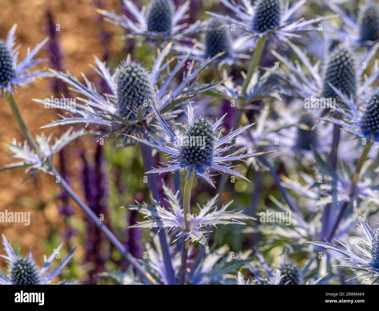 Nahaufnahme der blauen, spitzen Blüten von Eryngium x zabelii „Big Blue“, die in einem britischen Garten wachsen Stockfoto