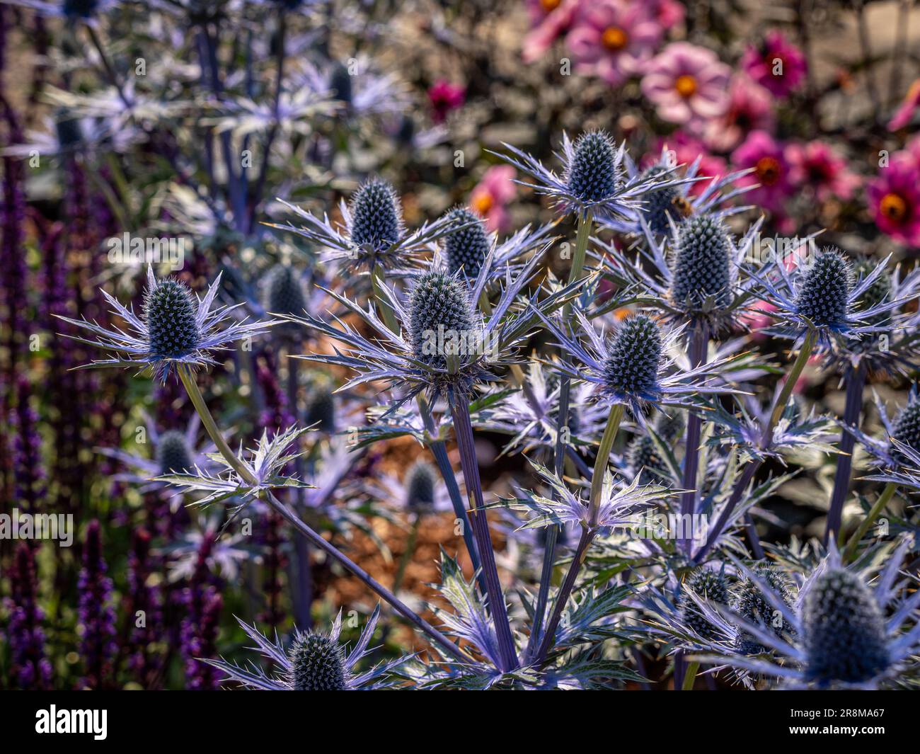Nahaufnahme der blauen, spitzen Blüten von Eryngium x zabelii „Big Blue“, die in einem britischen Garten wachsen Stockfoto