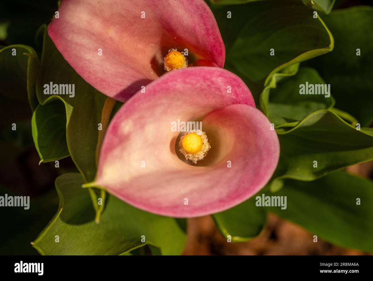 Nahaufnahme der rosa Korallenblume von Zantedeschia Captain Rosette (Calla Lily), die einen britischen Garten anbaut. Stockfoto