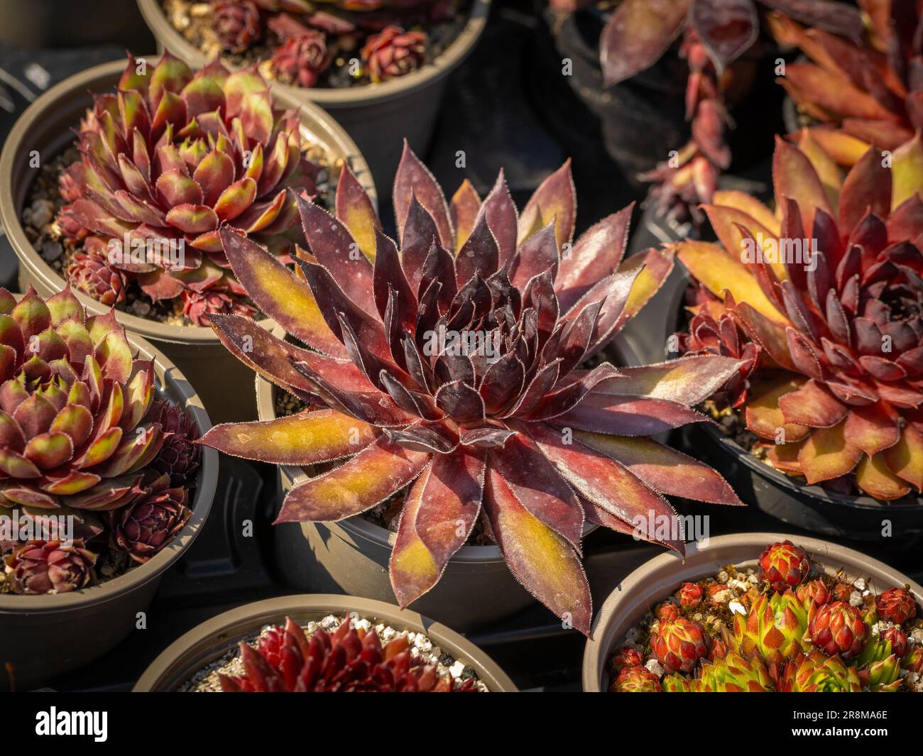 Sempervivums, gemeinhin als Stubenäpfel bezeichnet, die in Pflanzentöpfen wachsen. Stockfoto