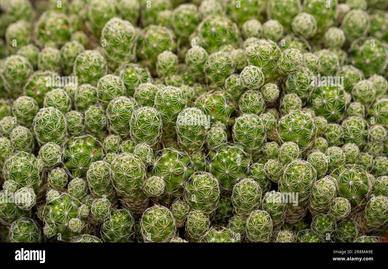 Nahaufnahme eines Kaktus Mammillaria vetula v. gracilis. Der Fingerkaktus. Stockfoto