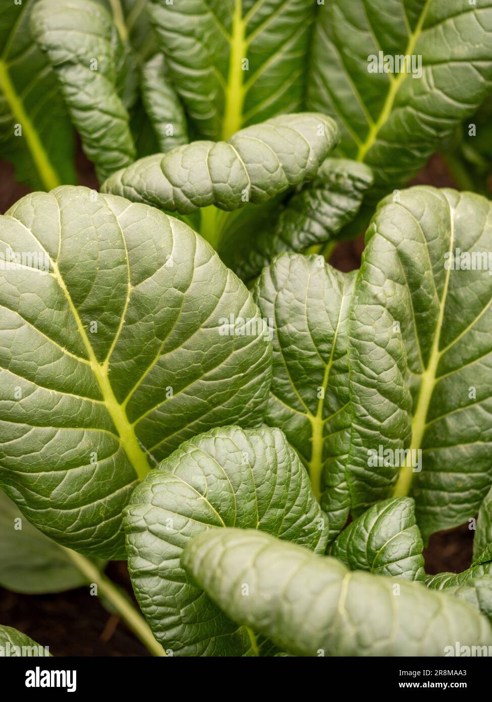 Nahaufnahme der dunkelgrünen, strukturierten Blätter des japanischen Spinats Hohei, die in einem britischen Garten wachsen. Stockfoto