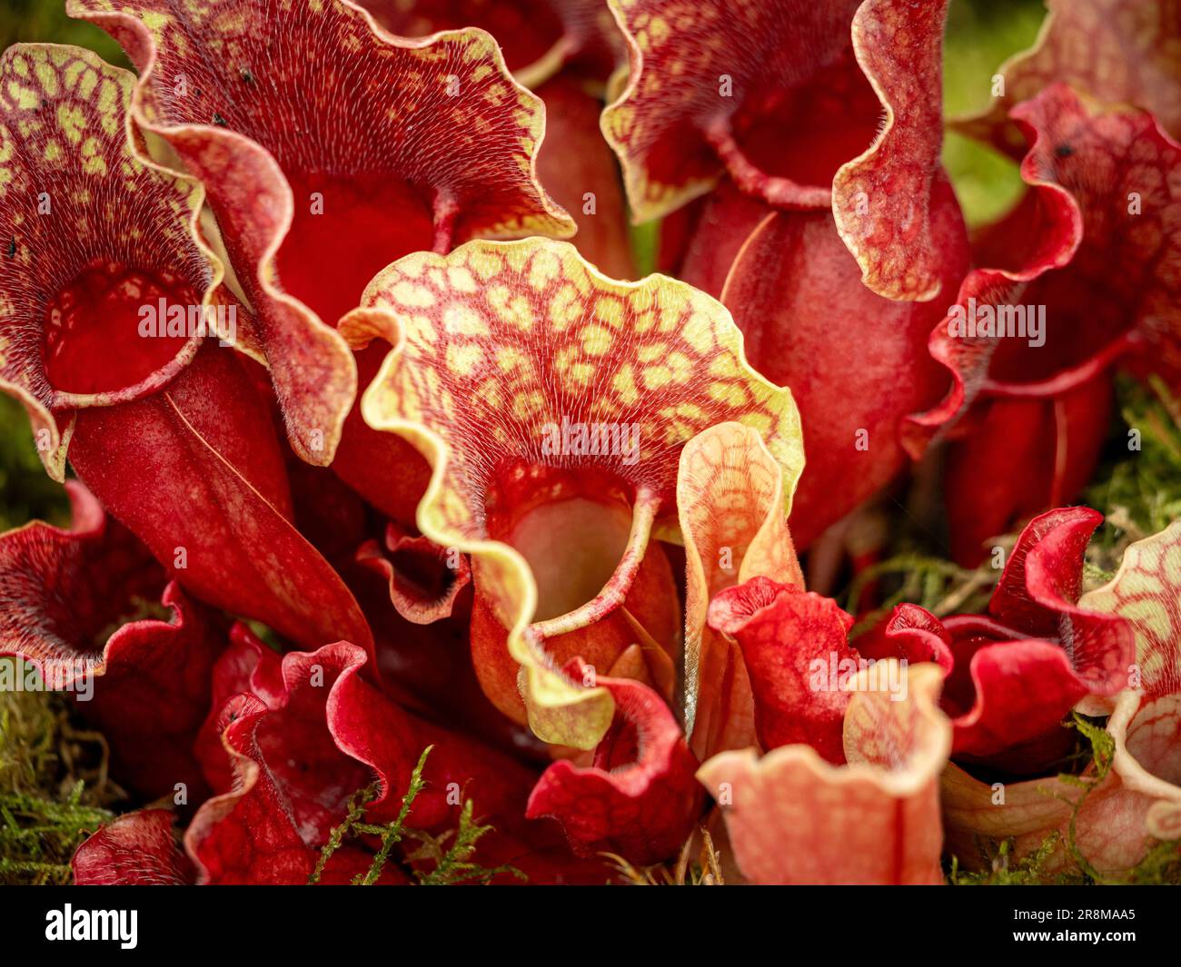 Nahaufnahme einer fleischfressenden, perennialen Sarracenia purpurea subsp. venosa var. venosa. Die violette Pitcher-Pflanze. Stockfoto