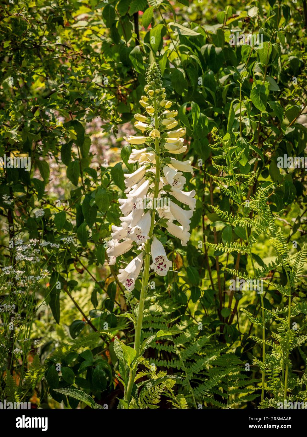 Digitalis purpurea „Dalmatian White“, der einen britischen Garten anbaut. Stockfoto