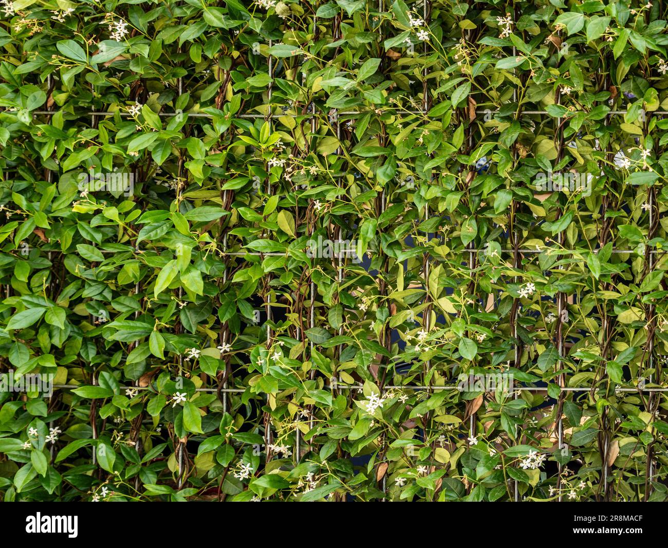 Jasmine Trachelospermum, das eine Metallgitterplatte in einem britischen Garten aufbaut. Stockfoto