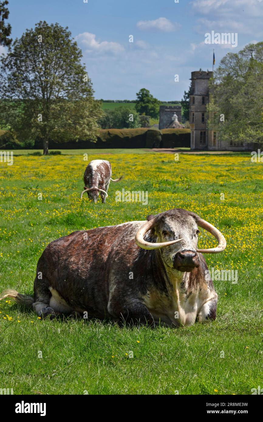 Longhorn Cattle in Rousham House and Gardens, Oxfordshire, England Stockfoto