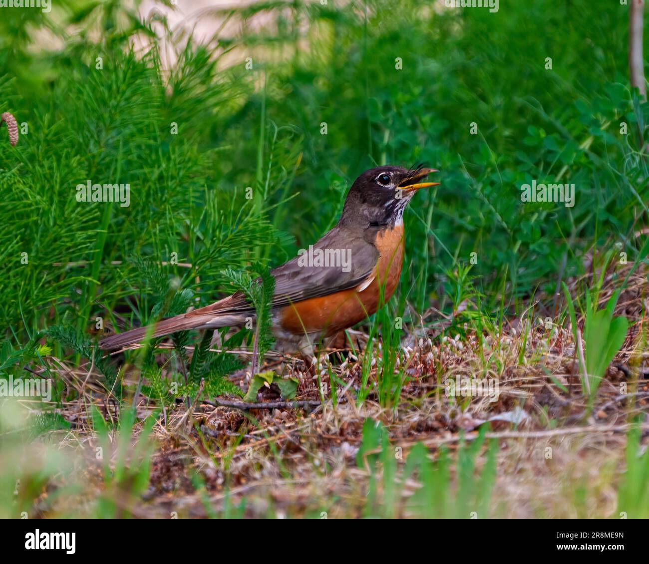 American Robin aus nächster Nähe, auf dem Boden stehend mit einer Libelle im Schnabel mit grünem Hintergrund in seiner Umgebung und seinem Lebensraum. Robin Picture Stockfoto