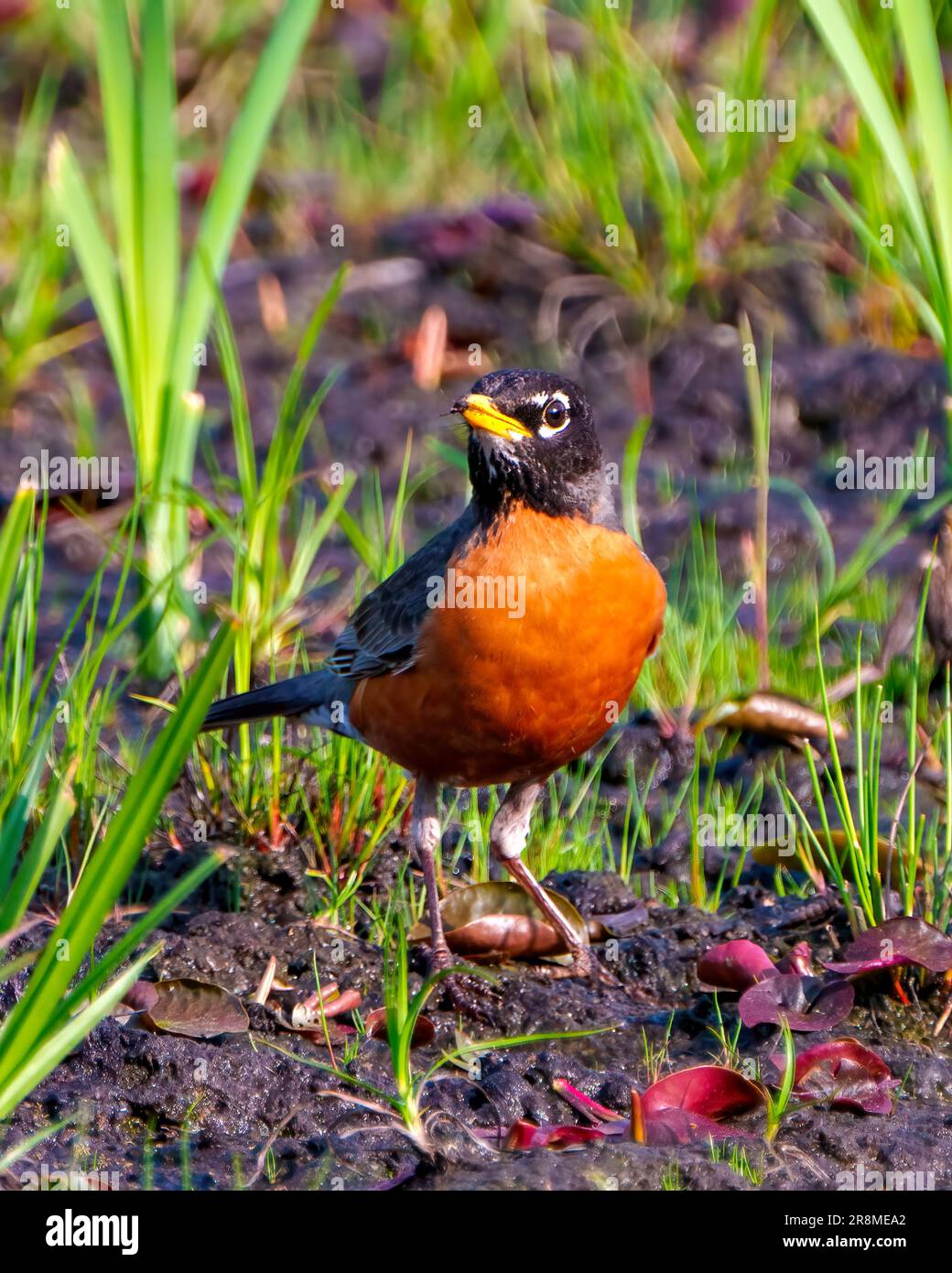 Amerikanischer Robin steht auf Sumpfgras und sucht nach Nahrung in seiner Umgebung und seinem Lebensraum. Robin Picture. Stockfoto