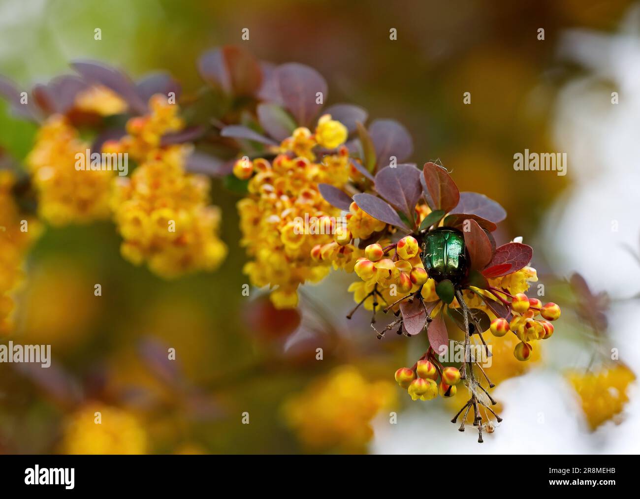 Ein glänzender grüner Käfer, der auf wunderschönen gelben Barbeerblumen nach Essen sucht Stockfoto