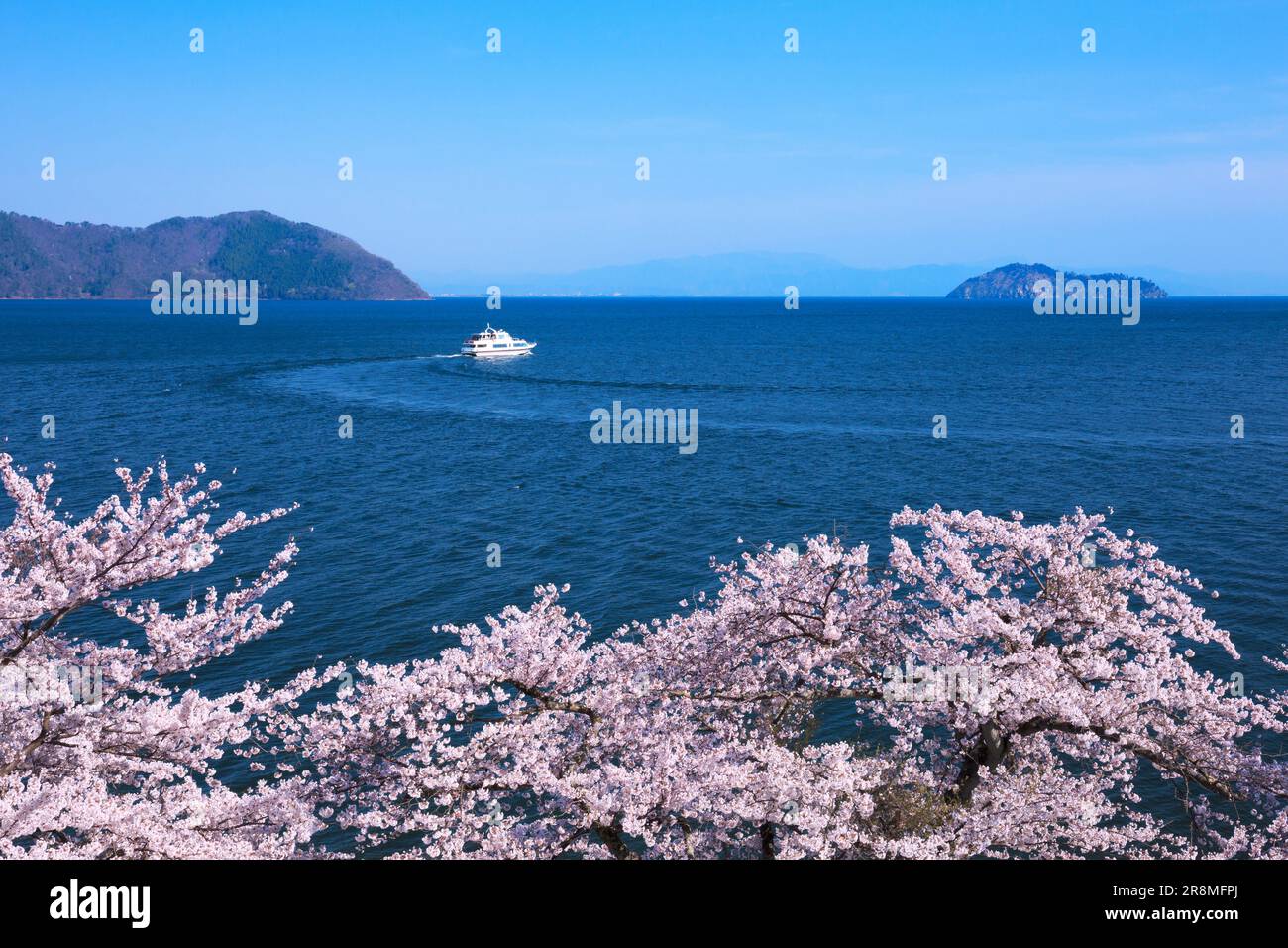 Kirschblüten in Kaizu-Osaki und Chikubujima Stockfoto