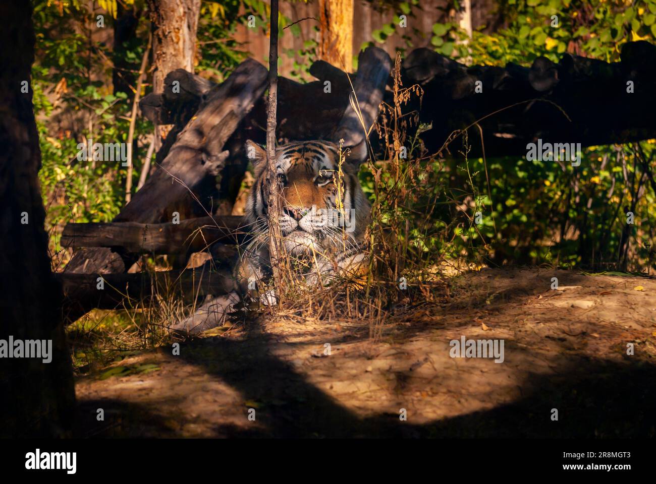 Porträt eines Tigers. Der Tiger legt sich hin und schaut ruhig auf die Linse. Stockfoto