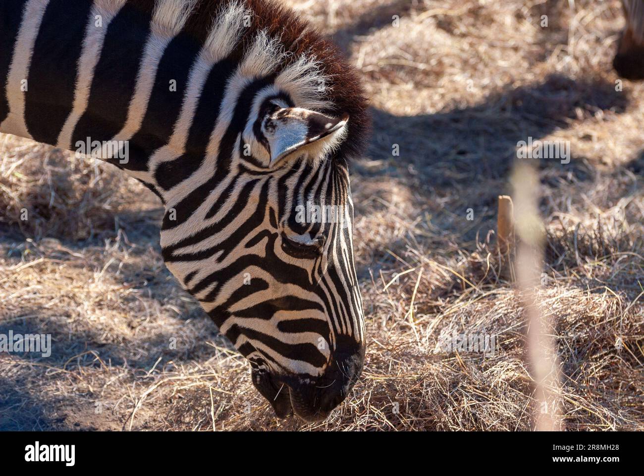 Nahaufnahme von Zebra in der Dämmerung bei schwachem Licht, um trockenes Gras zu essen. Stockfoto