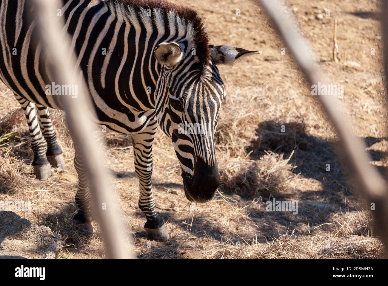 Nahaufnahme von Zebra in der Dämmerung bei schwachem Licht, um trockenes Gras zu essen. Stockfoto