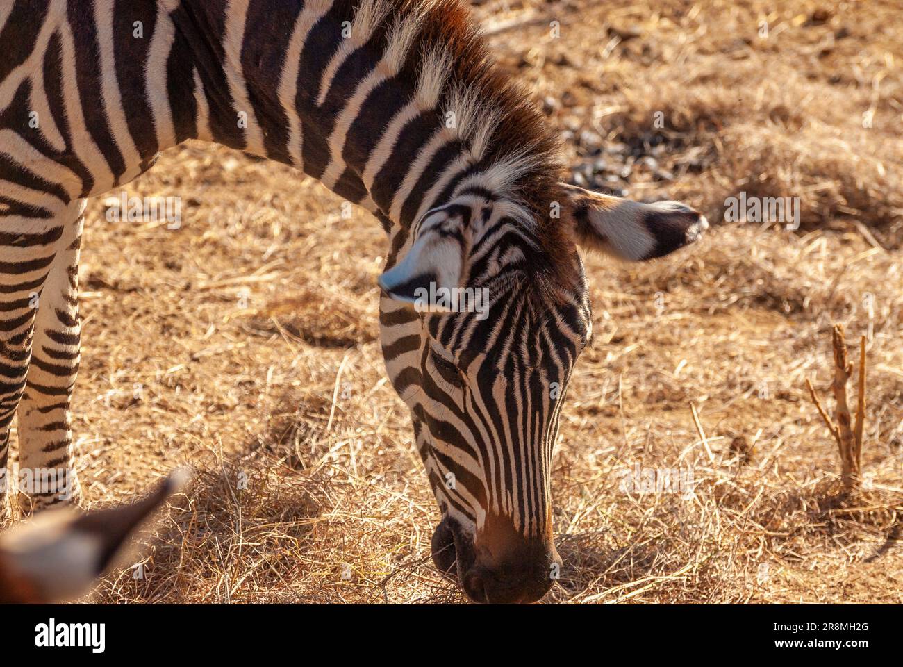 Nahaufnahme von Zebra in der Dämmerung bei schwachem Licht, um trockenes Gras zu essen. Stockfoto