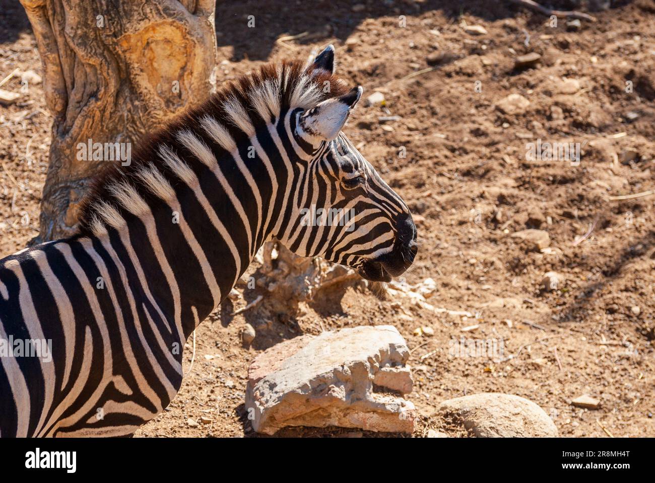 Nahaufnahme von Zebra in der Dämmerung bei schwachem Licht, um trockenes Gras zu essen. Stockfoto