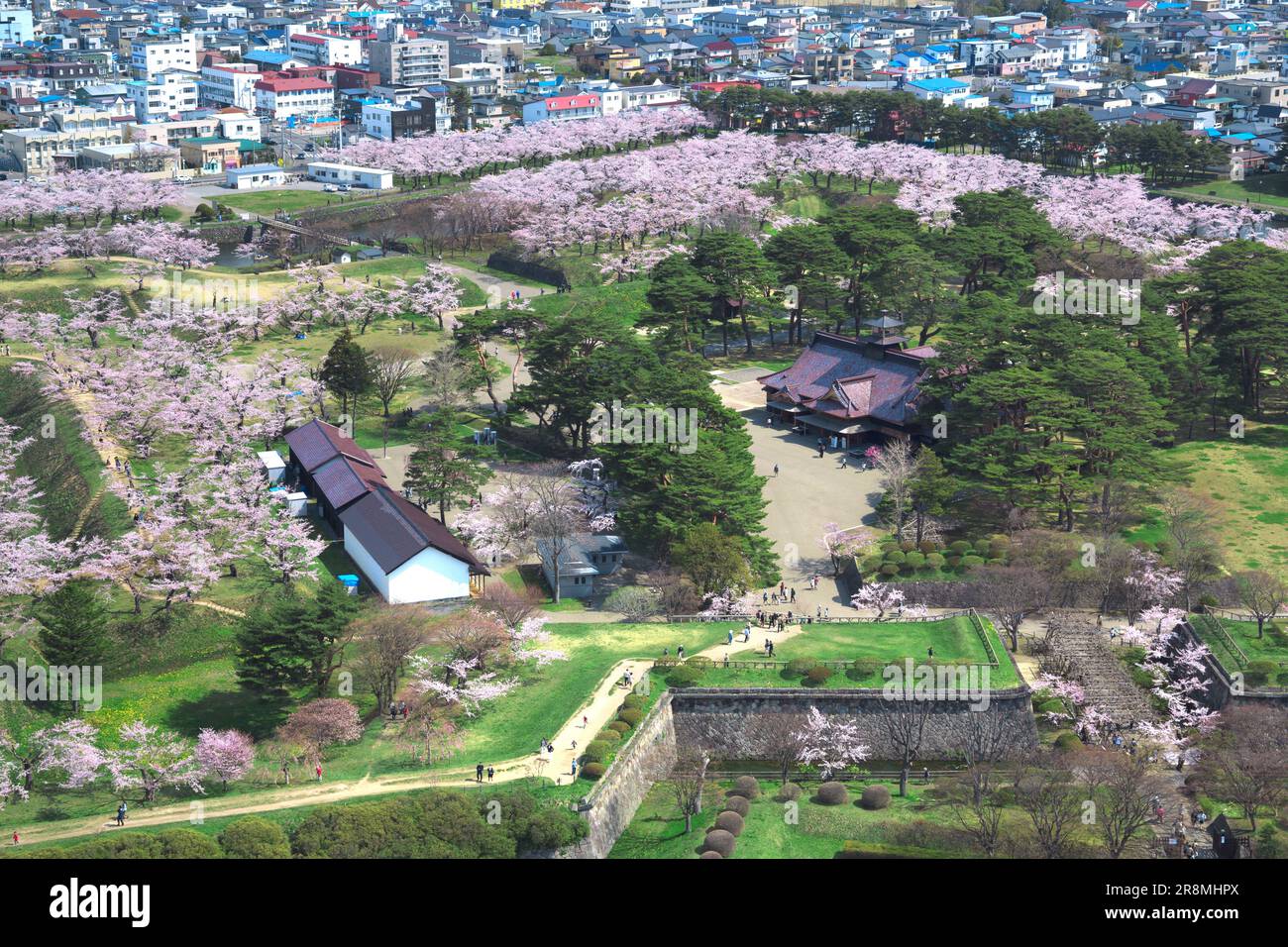 Goryokaku Park und Kirschblüten Stockfoto