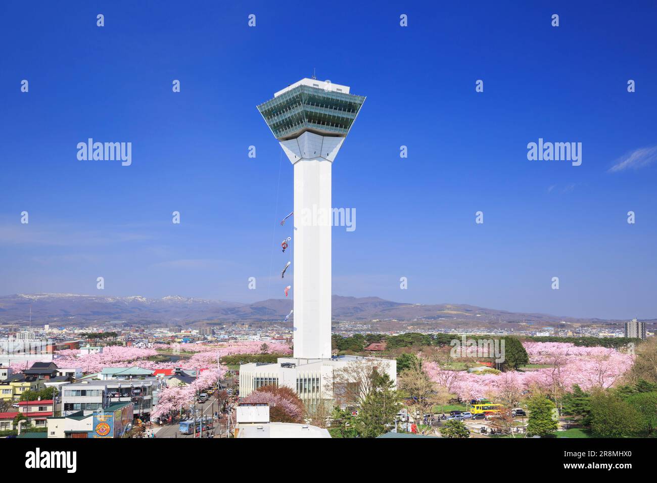 Kirschblüten im Goryokaku Park und Goryokaku Tower Stockfoto