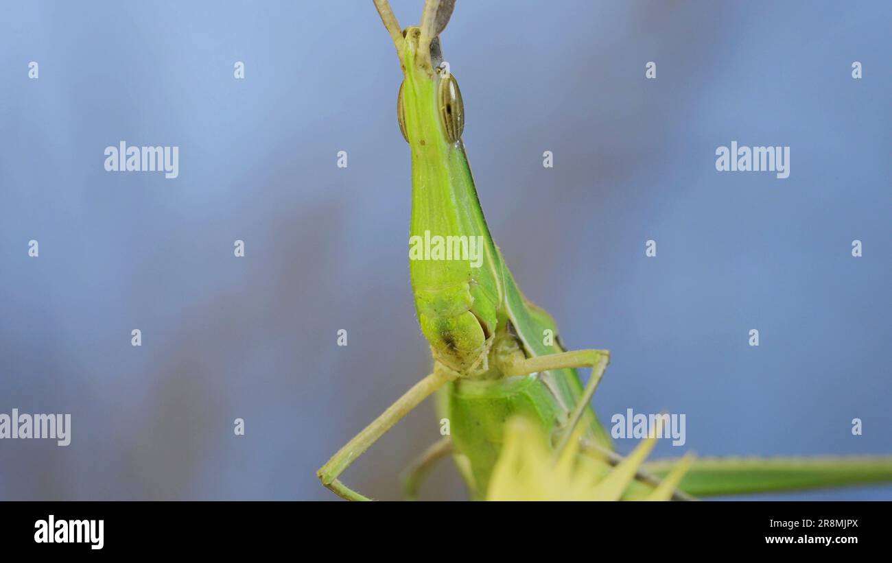 Frontales Porträt des grauen Grashügels Acrida mit schrägem Gesicht, der auf Stacheln auf Gras und blauem Himmelshintergrund sitzt. Stockfoto