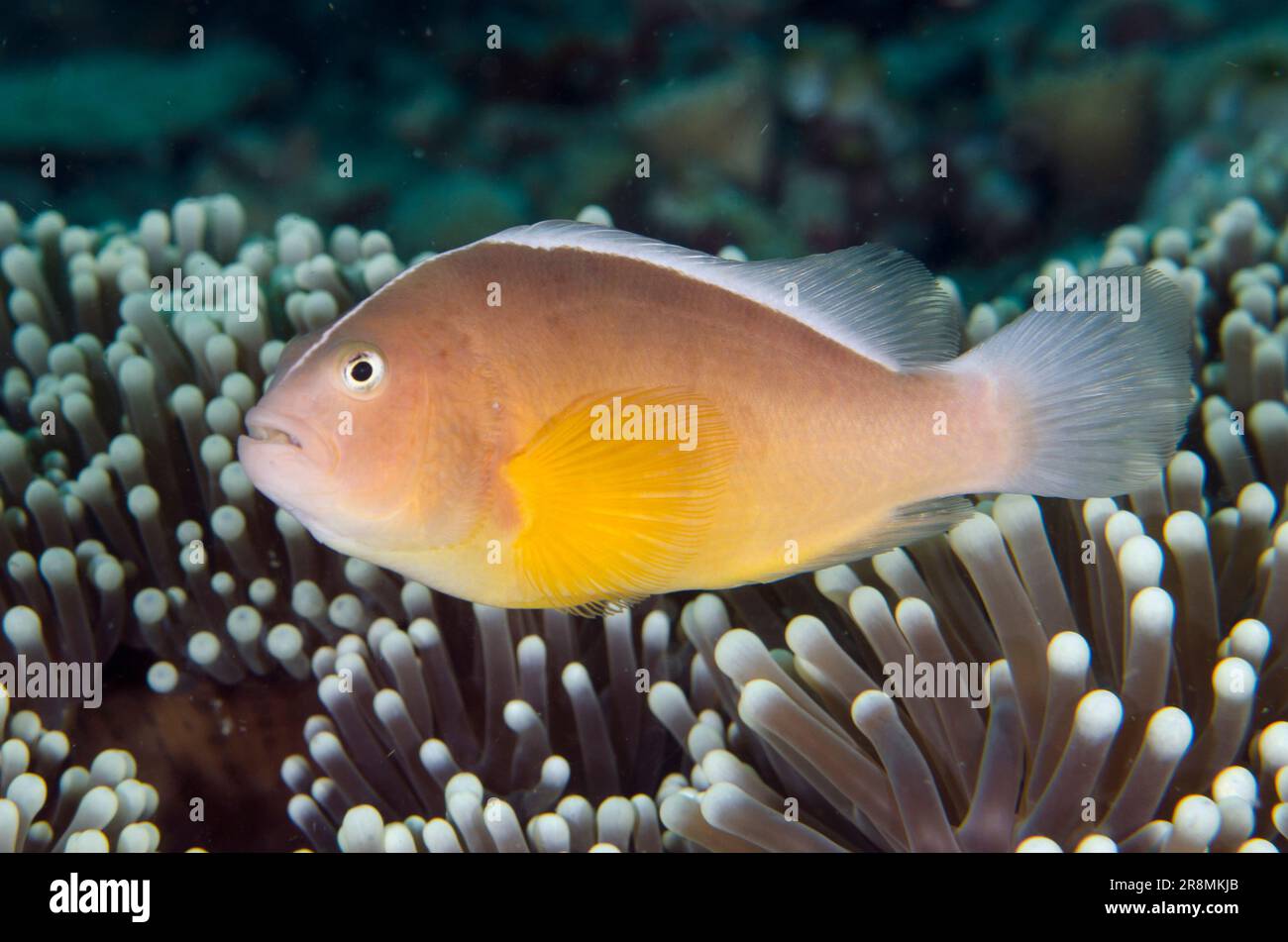 Skunk Anemonefish, Amphiprion akallopisos, im herrlichen Sea Anemone, Heteractis Magna, Coral Garden Tauchplatz, Menjangan Island, Bali, Indonesien Stockfoto