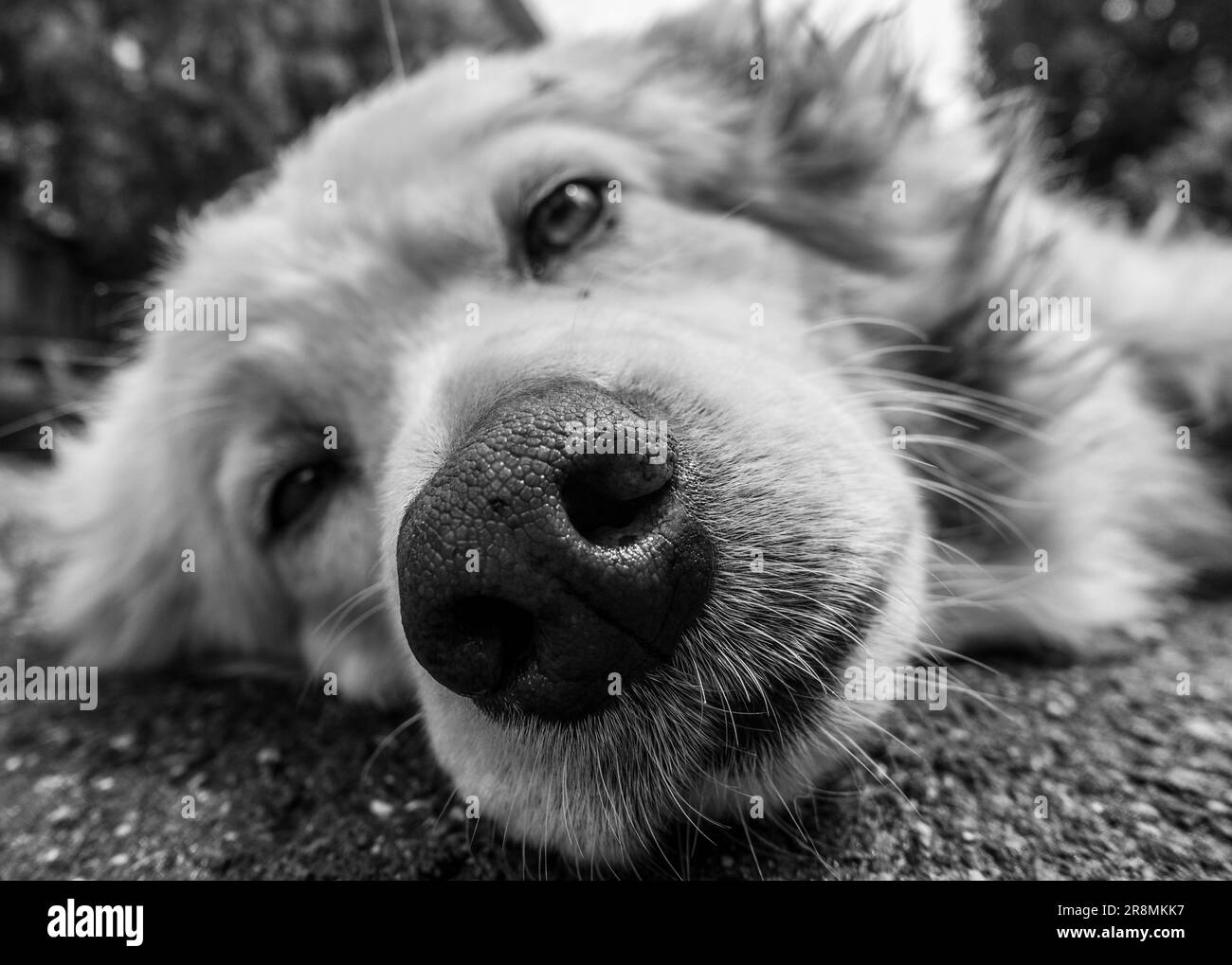 Eine Graustufenaufnahme eines Hundes, der auf dem Boden liegt. Stockfoto