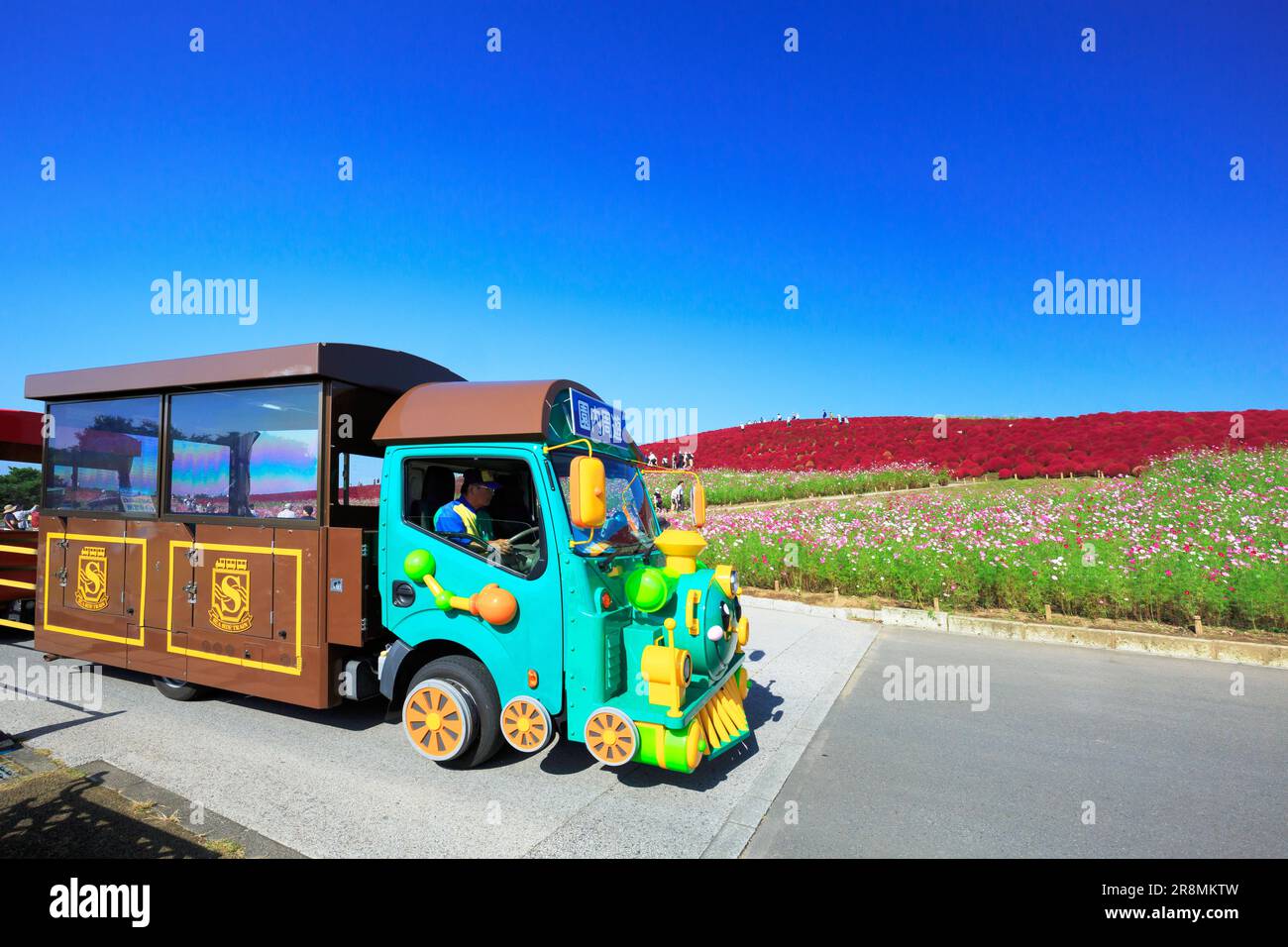 Kochia und Seaside Train im Hitachi-Kaihin Park Stockfoto