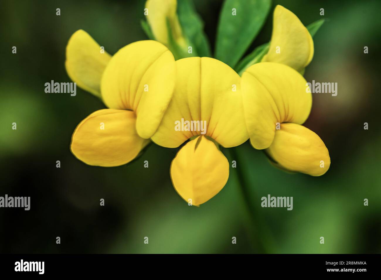 Ginster Blüte Stockfoto