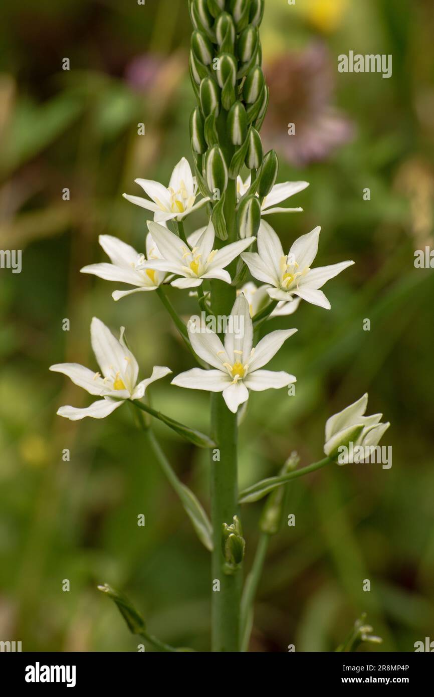 Stern der Frühlingsblume von Bethlehem Stockfoto