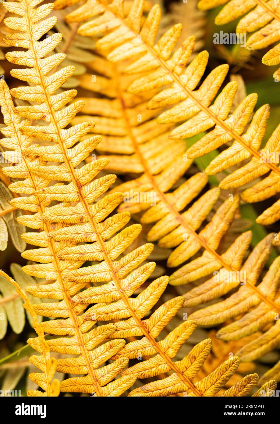 Muster in der Natur - Fern Stockfoto