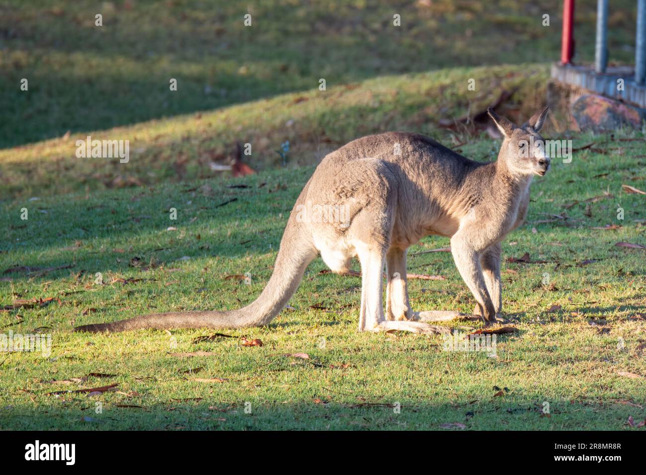 Kängurus hängen gerne auf dem Golfplatz in Australien ab. Aufgenommen in Eden an der Südküste von NSW, Australien. Stockfoto