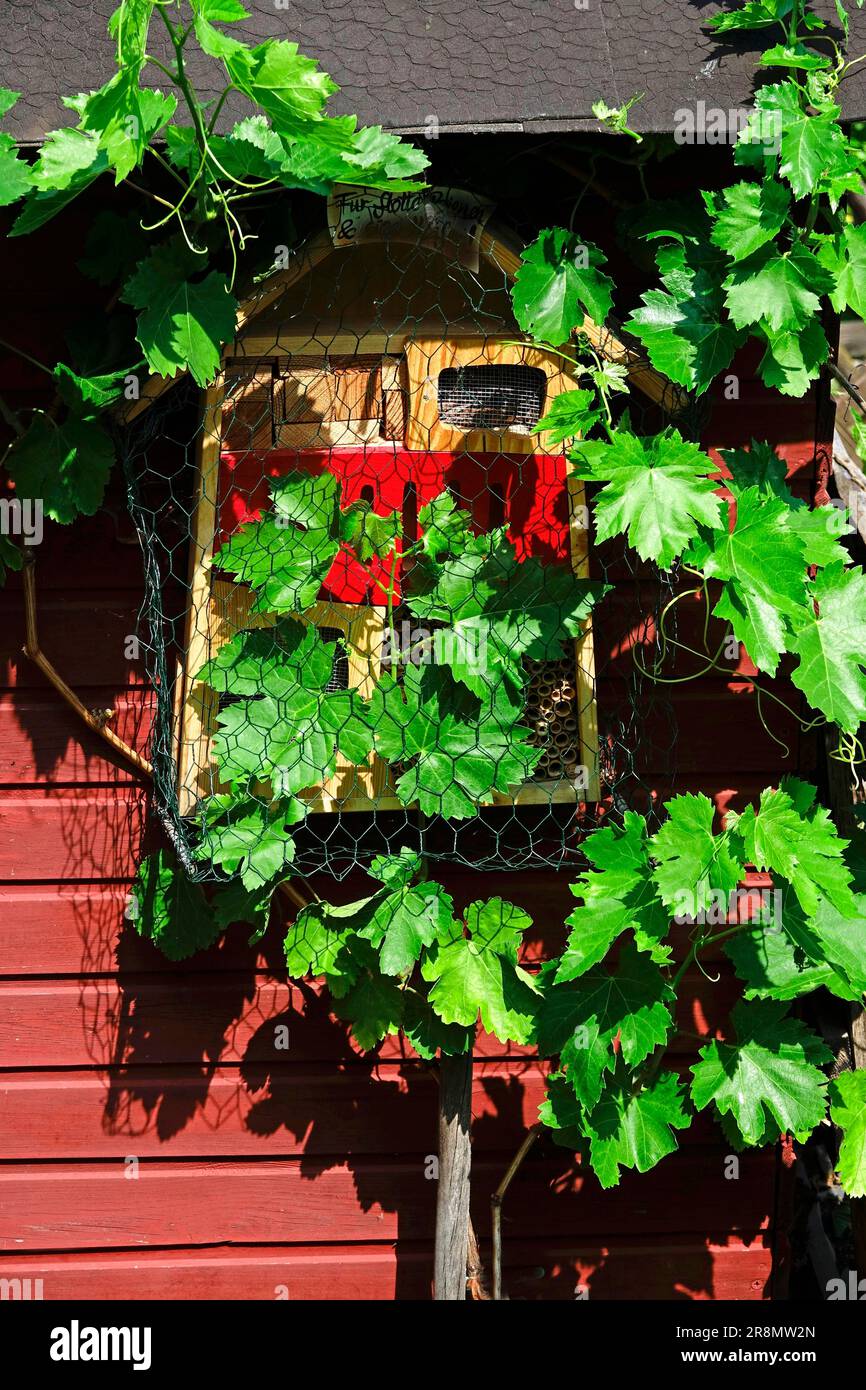 Wunderschöner Garten im Sommer, Insektenhotel und Weinrebe, Baden-Württemberg, Deutschland Stockfoto