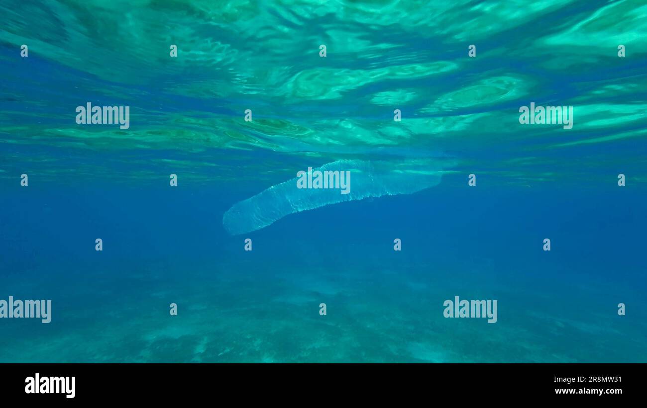 Koloniale Pyrosomen-Tuntaten treiben unter der Oberfläche von blauem Wasser im Sonnenlicht. Pyrosomen, Kolonie Hunderte bis Tausende Individuen genannt Zooide Stockfoto