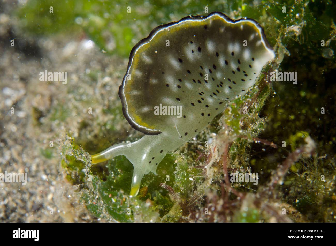 Ornate Sapsucking Slug, Elysia ornata, Secret Bay Tauchplatz, Gilimanuk, Bali, Indonesien Stockfoto