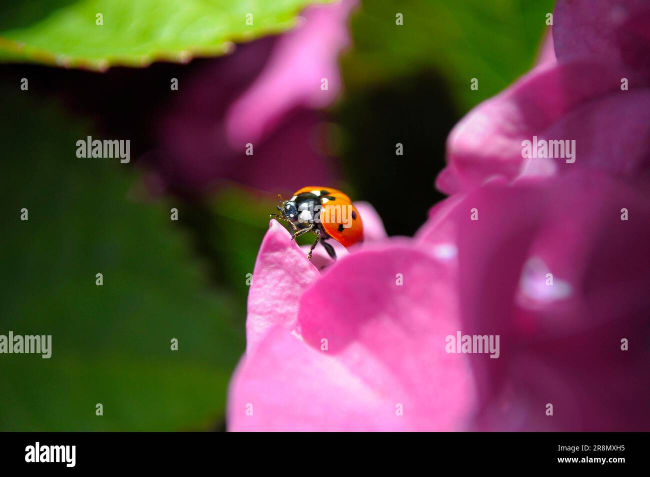 Marienkäfer auf Hydrangea-Blume Stockfoto