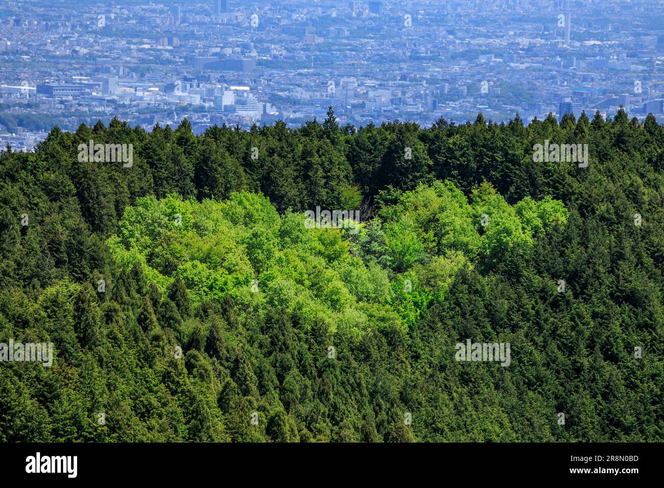 Herzförmiger Wald am Mt. Stockfoto
