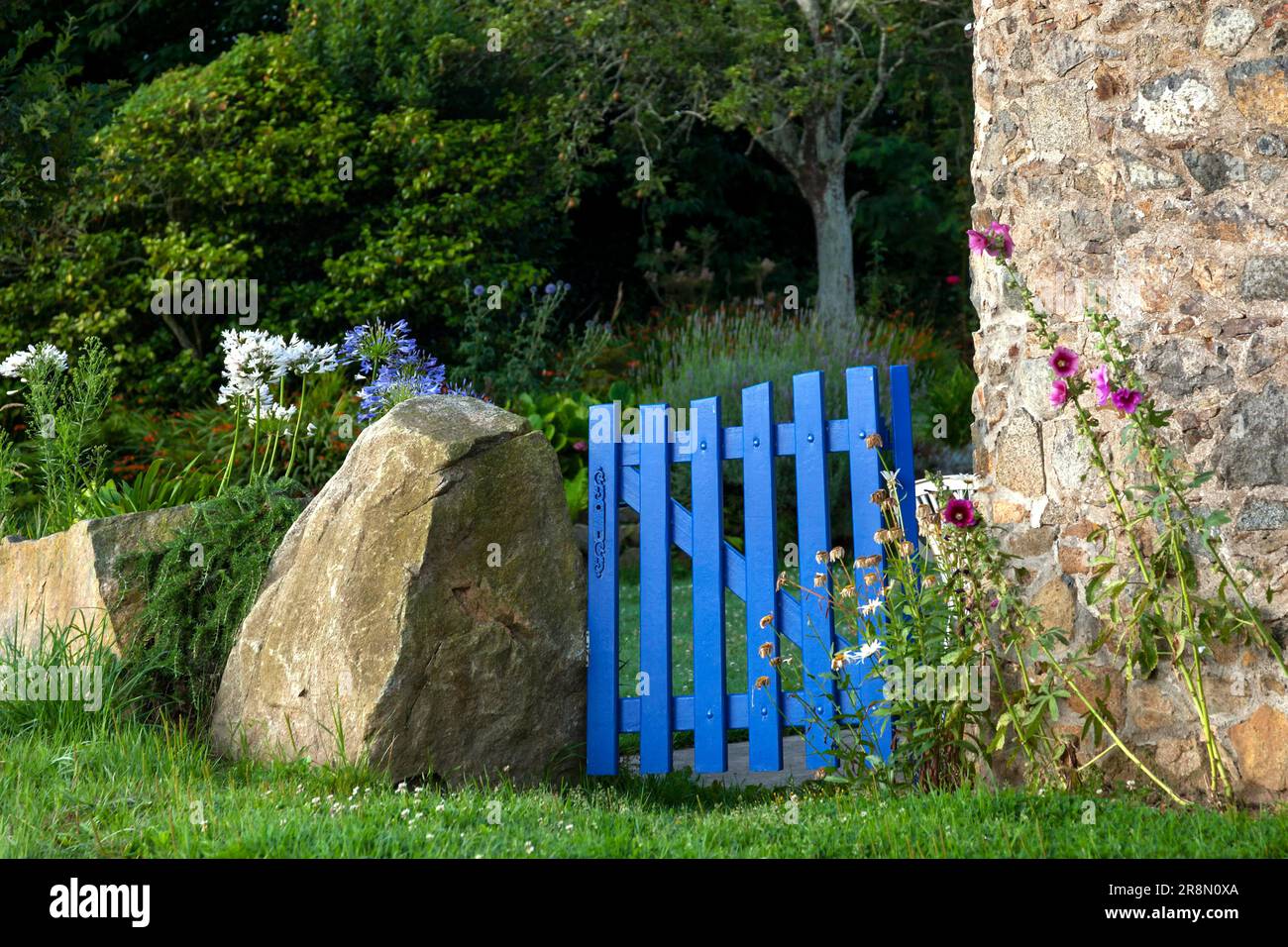 Blaues Gartentor mit Hollyhocks Stockfoto