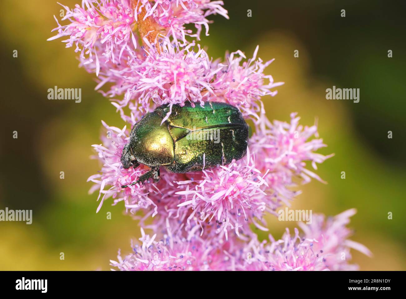 Rosenscheuerschutz auf einer rosa Blume Stockfoto
