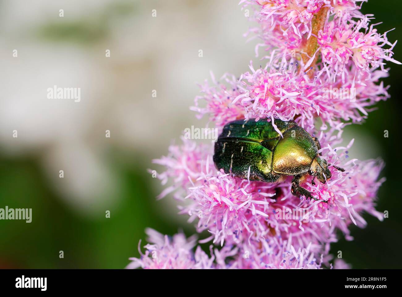 Rosenscheuerschutz auf einer rosa Blume Stockfoto