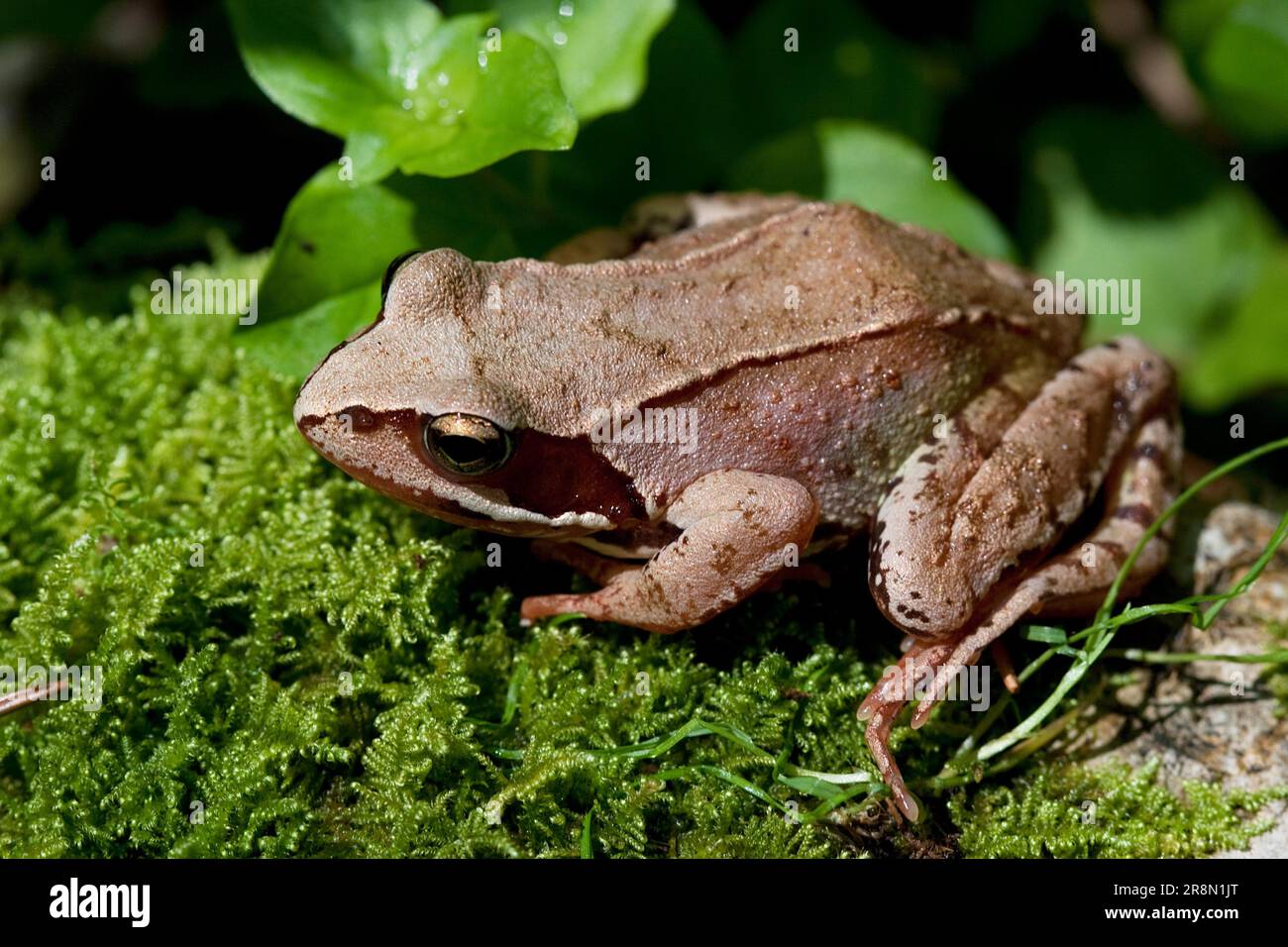 Gemeiner Frosch (Rana temporaria), der im Sommer auf grünem Moos sitzt Stockfoto
