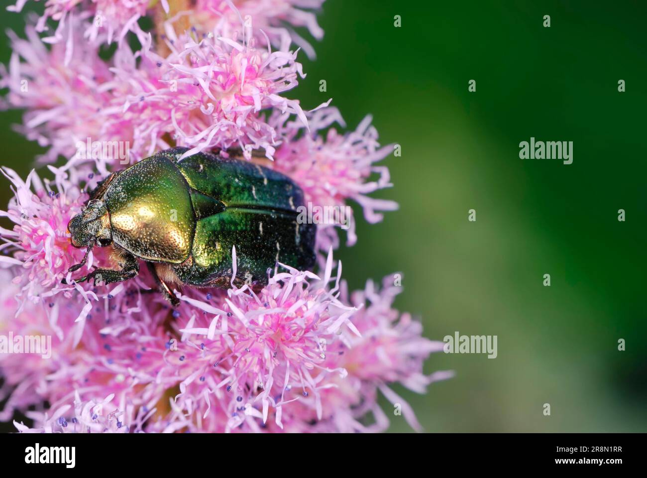 Rosenscheuerschutz auf einer rosa Blume Stockfoto