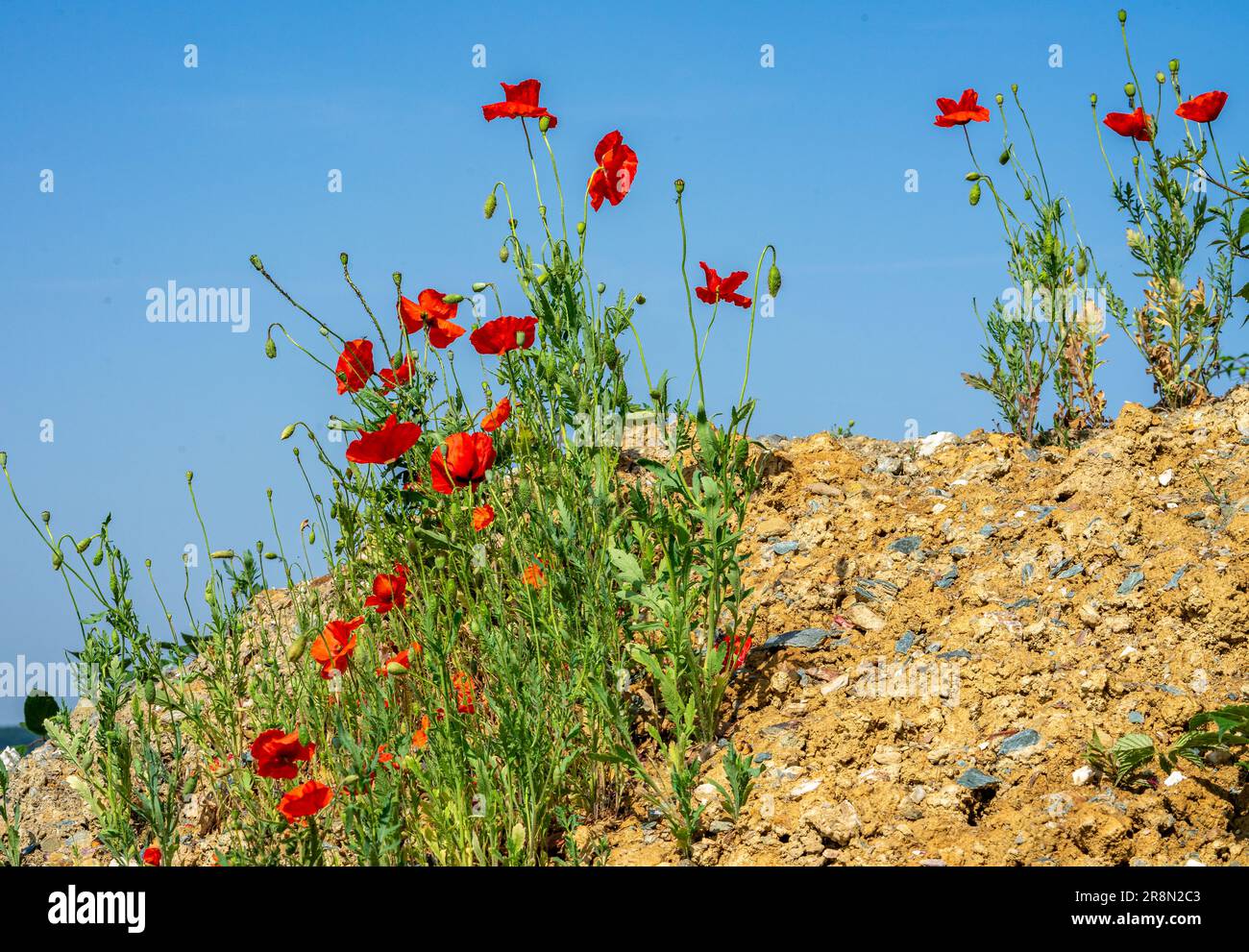mohnfeld mit blauem Himmel Stockfoto