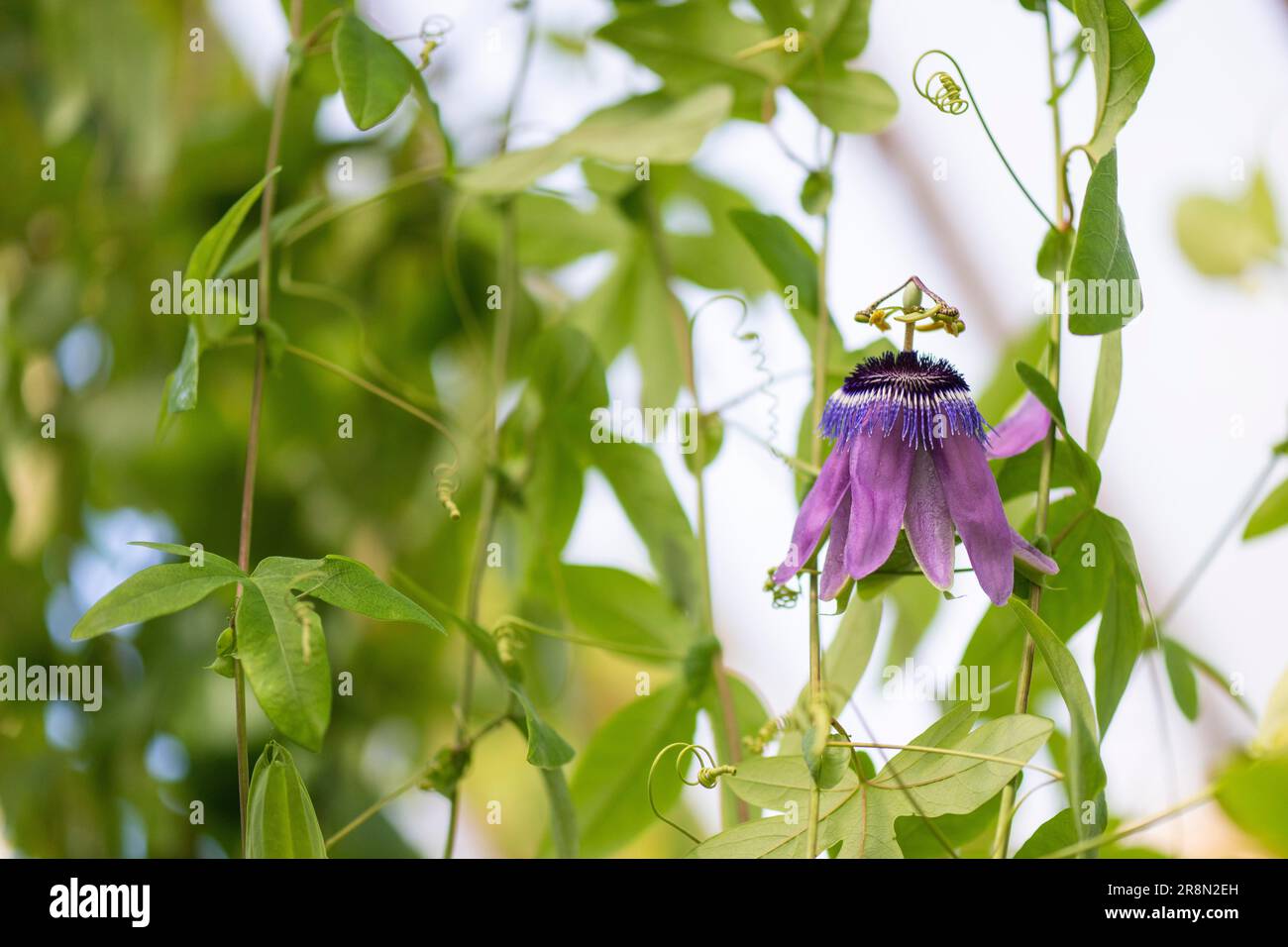Passionsblume (Passiflora), Royal Botanic Gardens (Kew Gardens), UNESCO-Weltkulturerbe, Kew, Greater London, England, Großbritannien Stockfoto