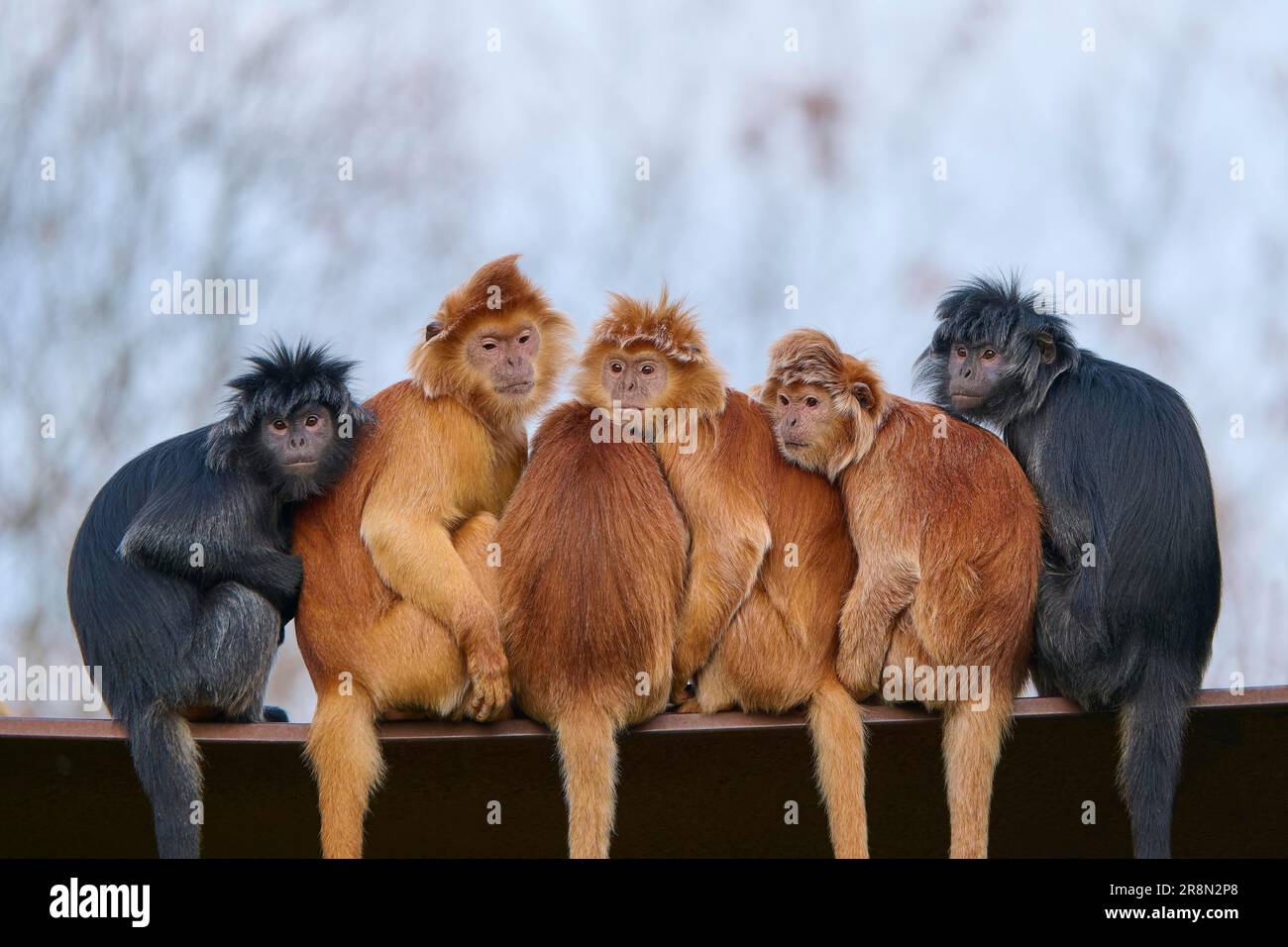 Javan lutung (Trachypithecus auratus), ausgewachsen, orange und schwarz morph, sechs Tiere, die zusammensitzen, Zuneigung, Alarm, gefährdete Arten, gefangen Stockfoto