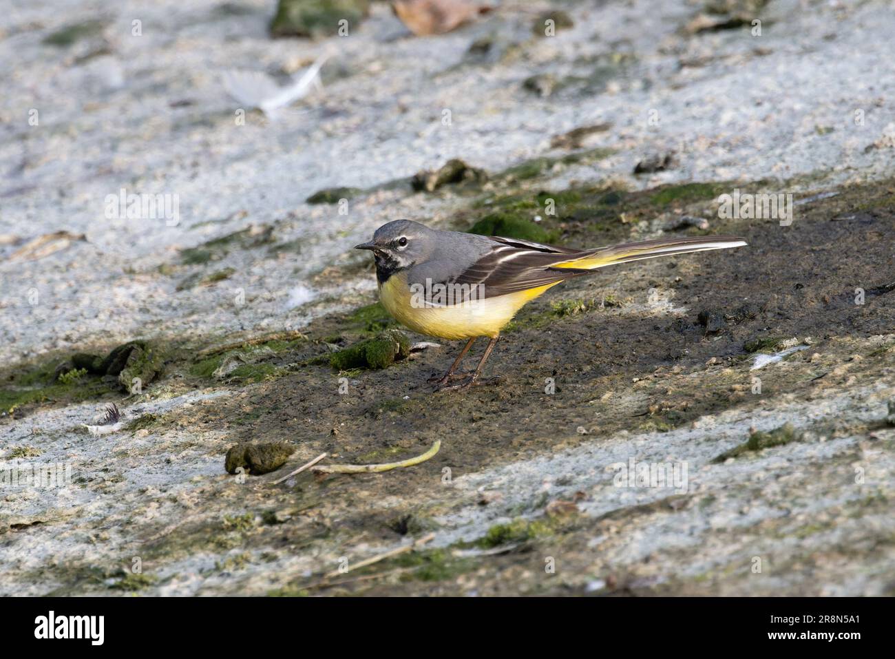 Graue Schwalbenschwanz (Motacilla cinera) Norfolk, Juni 2023 Stockfoto