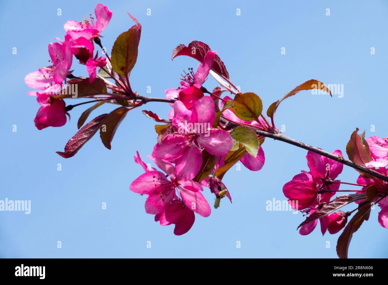 Lila, Crabapple, Malus „Royal Raindrop“ Stockfoto