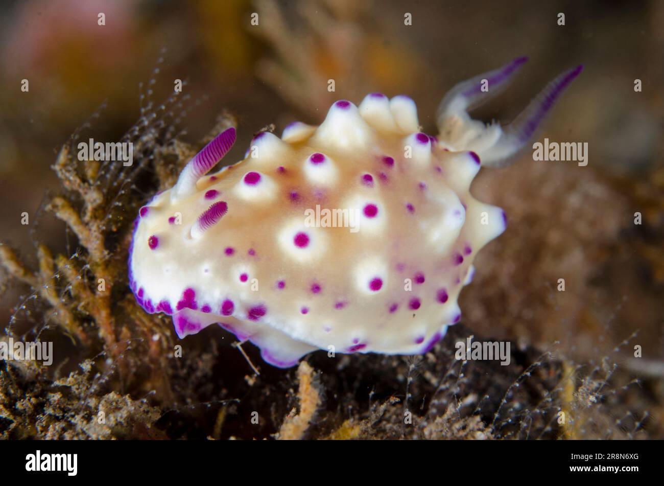 Mexichromis Nudibranch, Mexichromis multituberculata, Tukad Linggah Dive Site, Seraya, Karangasem, Bali, Indonesien, Indischer Ozean Stockfoto