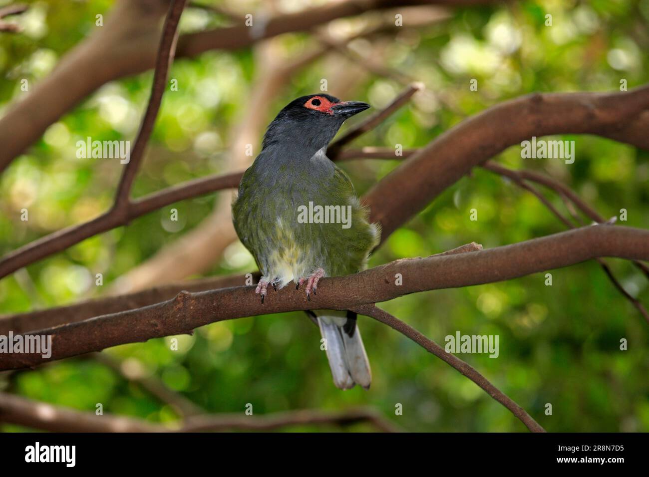 Figbird, männlich, Australien (Sphecotheres viridis) Stockfoto