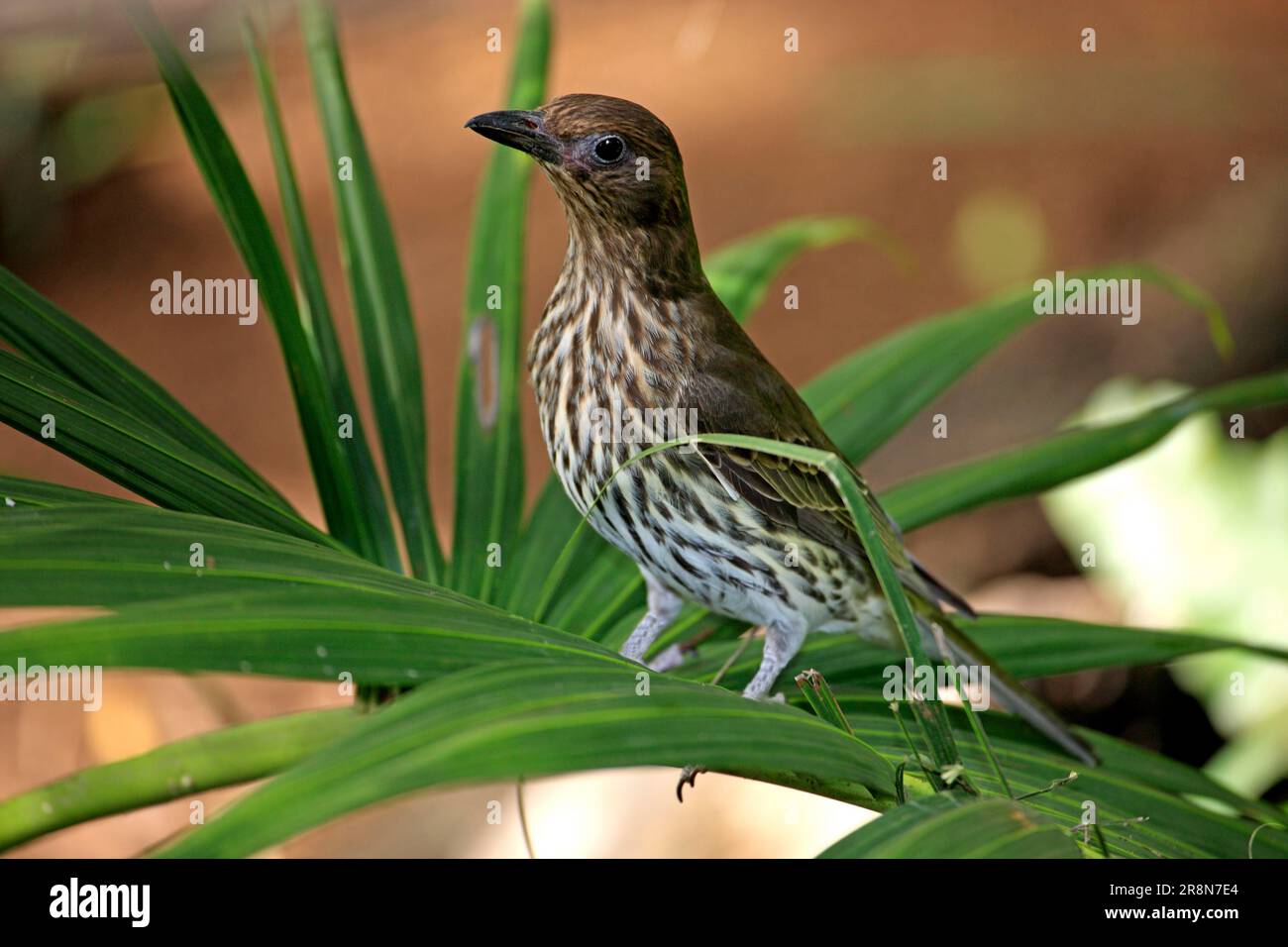 Figbird, weiblich, Australien (Sphecotheres viridis) Stockfoto