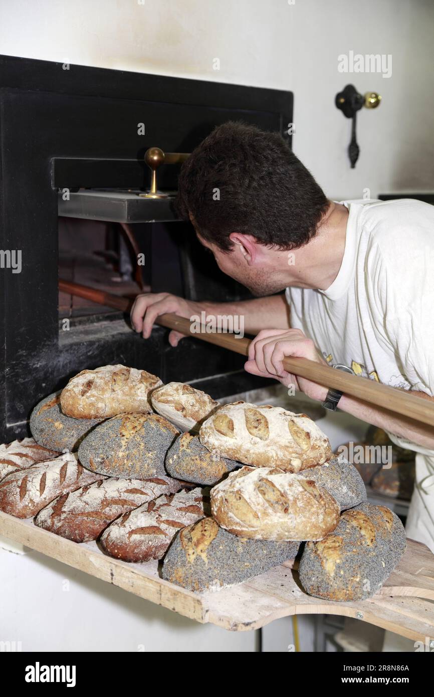 Bio-Bäcker, zertifiziert von Ecocert bei der Arbeit in seiner Werkstatt. Mauguio, Occitanie, Frankreich Stockfoto