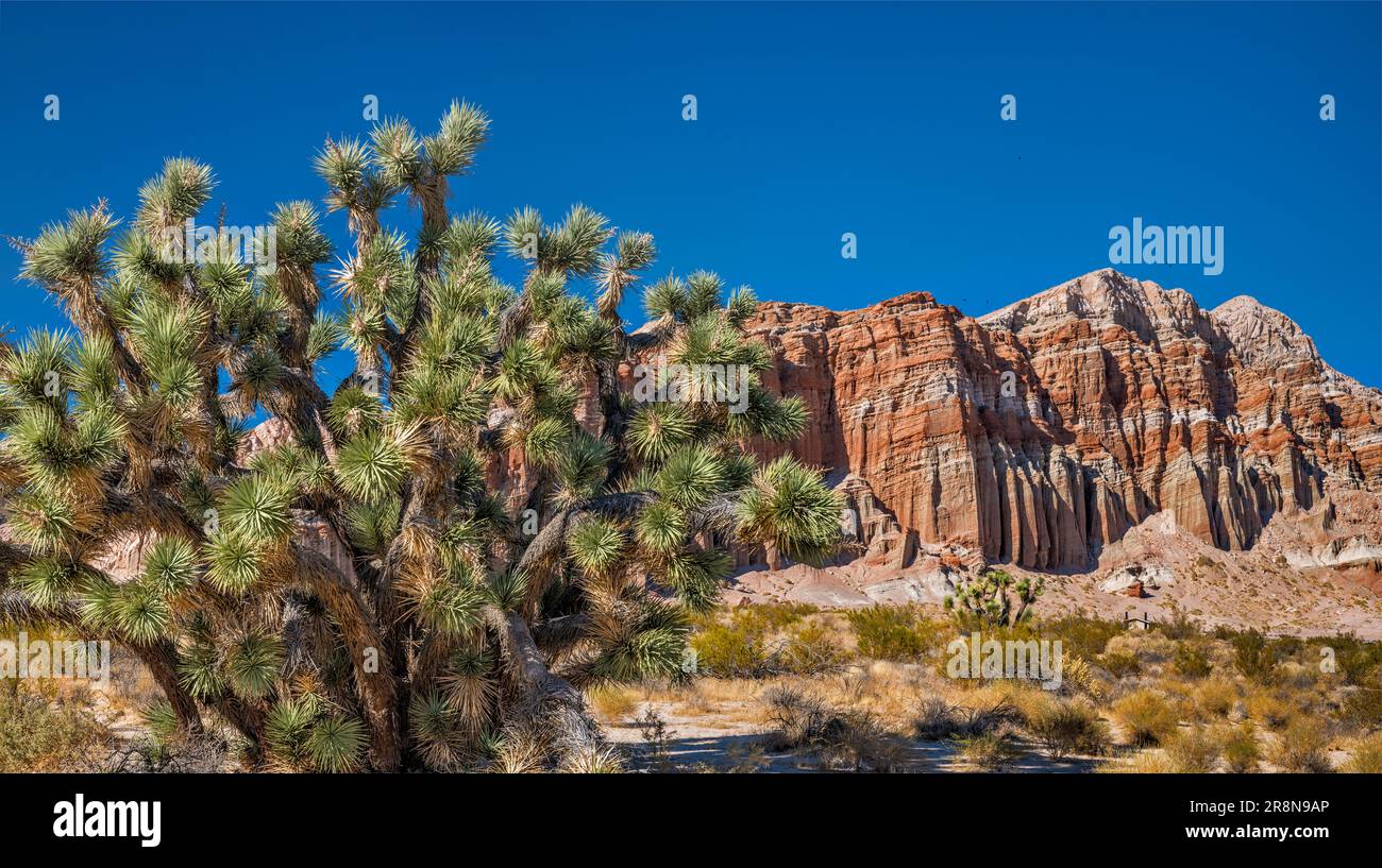 Joshua Tree, Felsformationen im Red Rock Canyon State Park, Mojave Desert, Kalifornien, USA Stockfoto