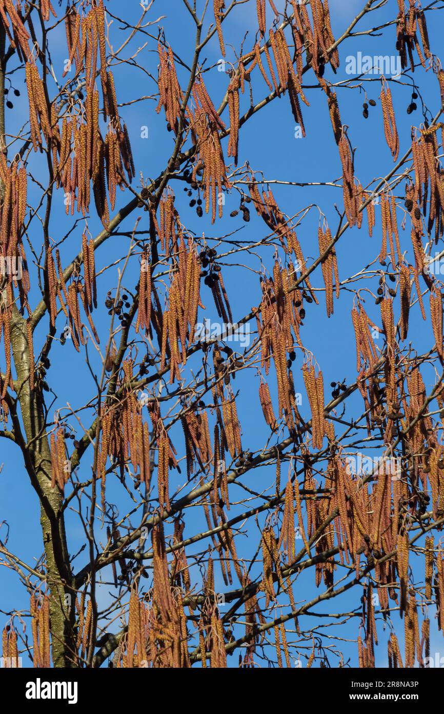 Kleiner Ast von schwarzer Erle Alnus glutinosa mit männlichen